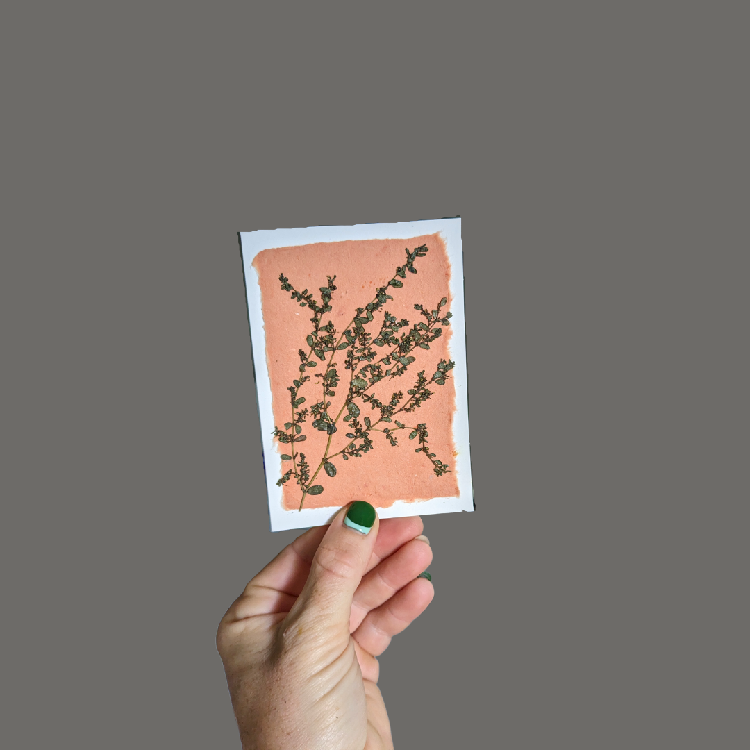 Pressed Flower Greeting Cards (Blank)