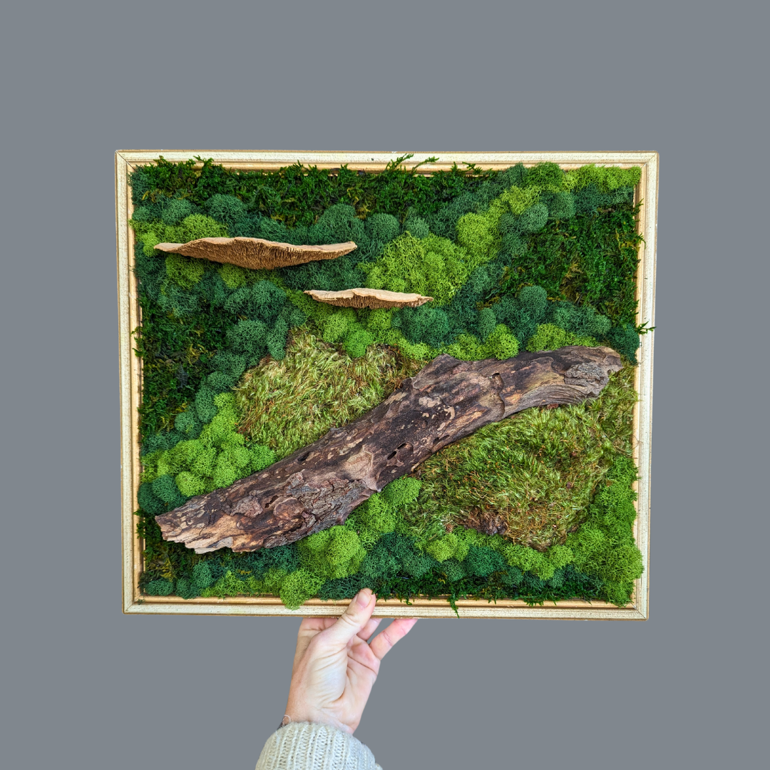 Dried Mushrooms This and That