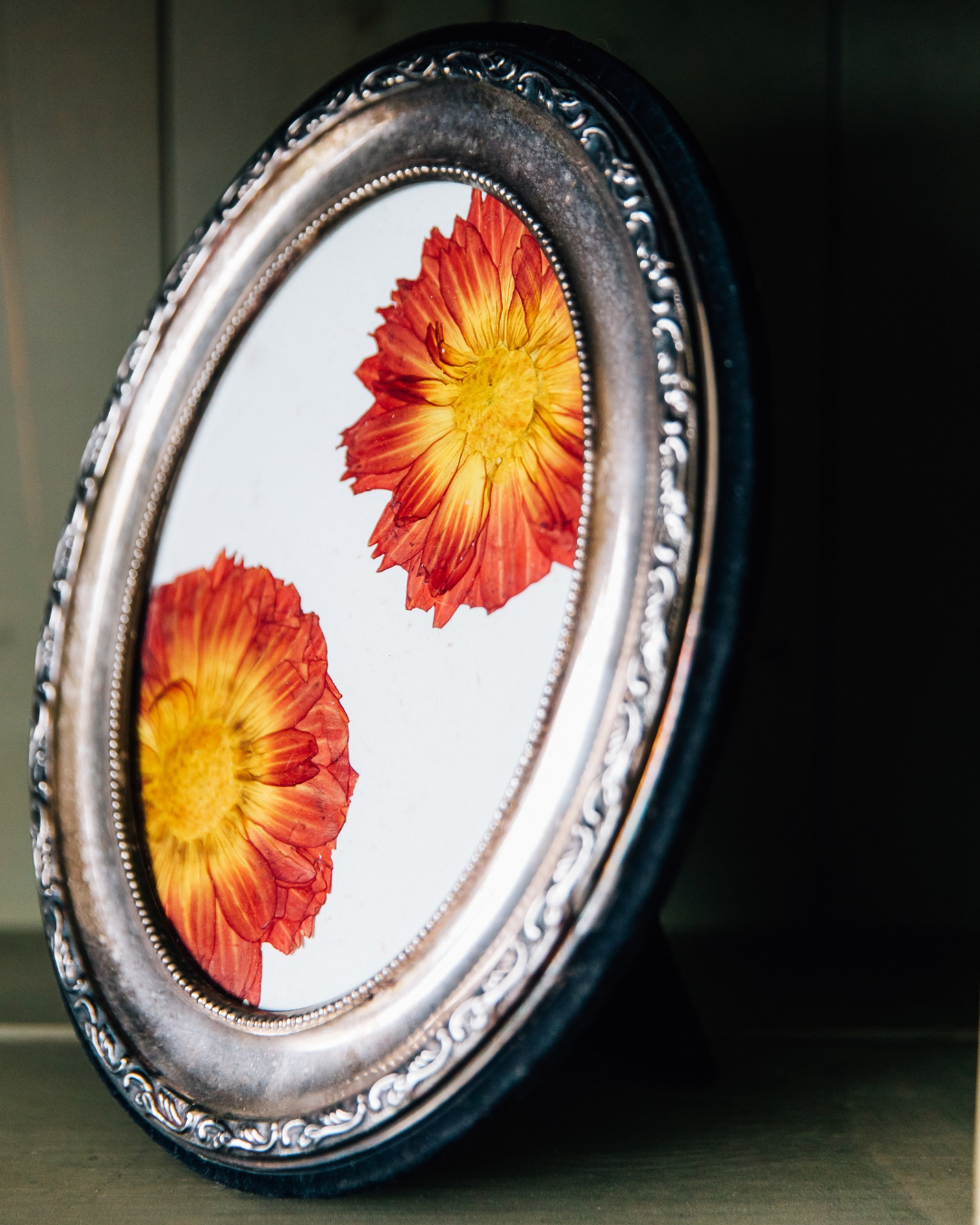 Dahlia Delight