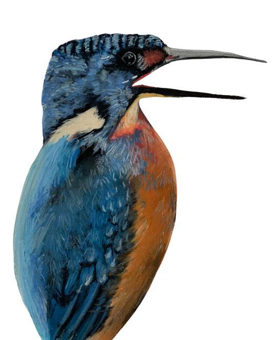 Kingfisher Chalk Pastel Drawing