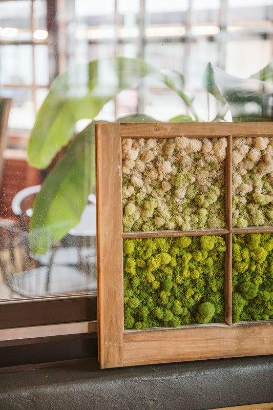 Preserved Moss Window to the World