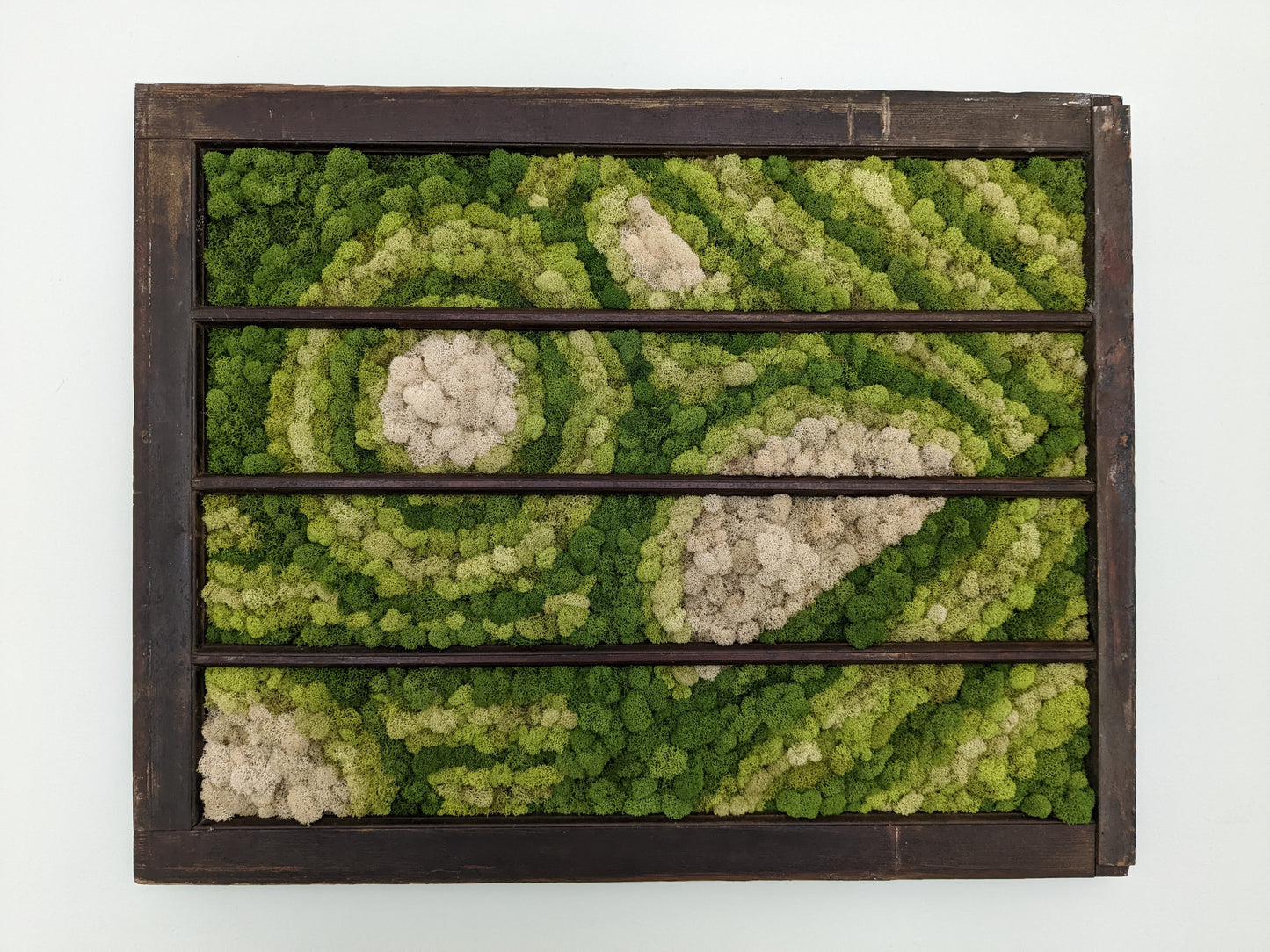 Preserved moss