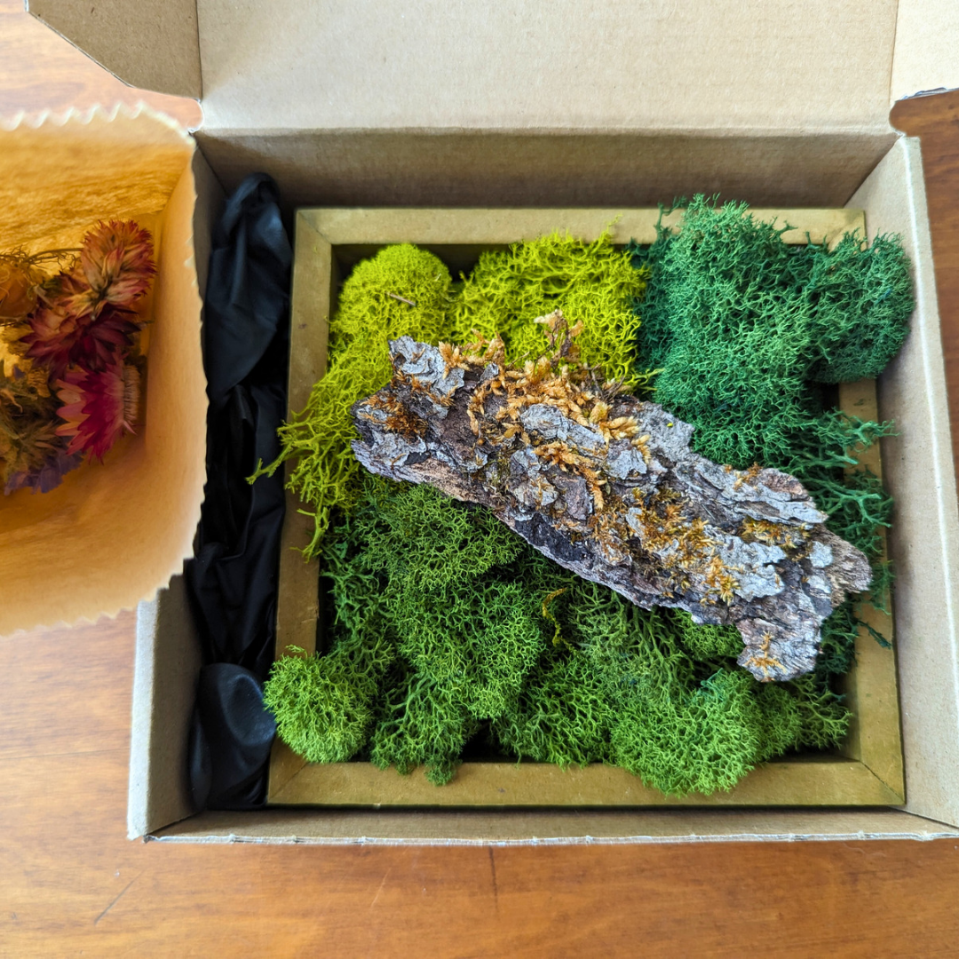 DIY Moss Art Kit