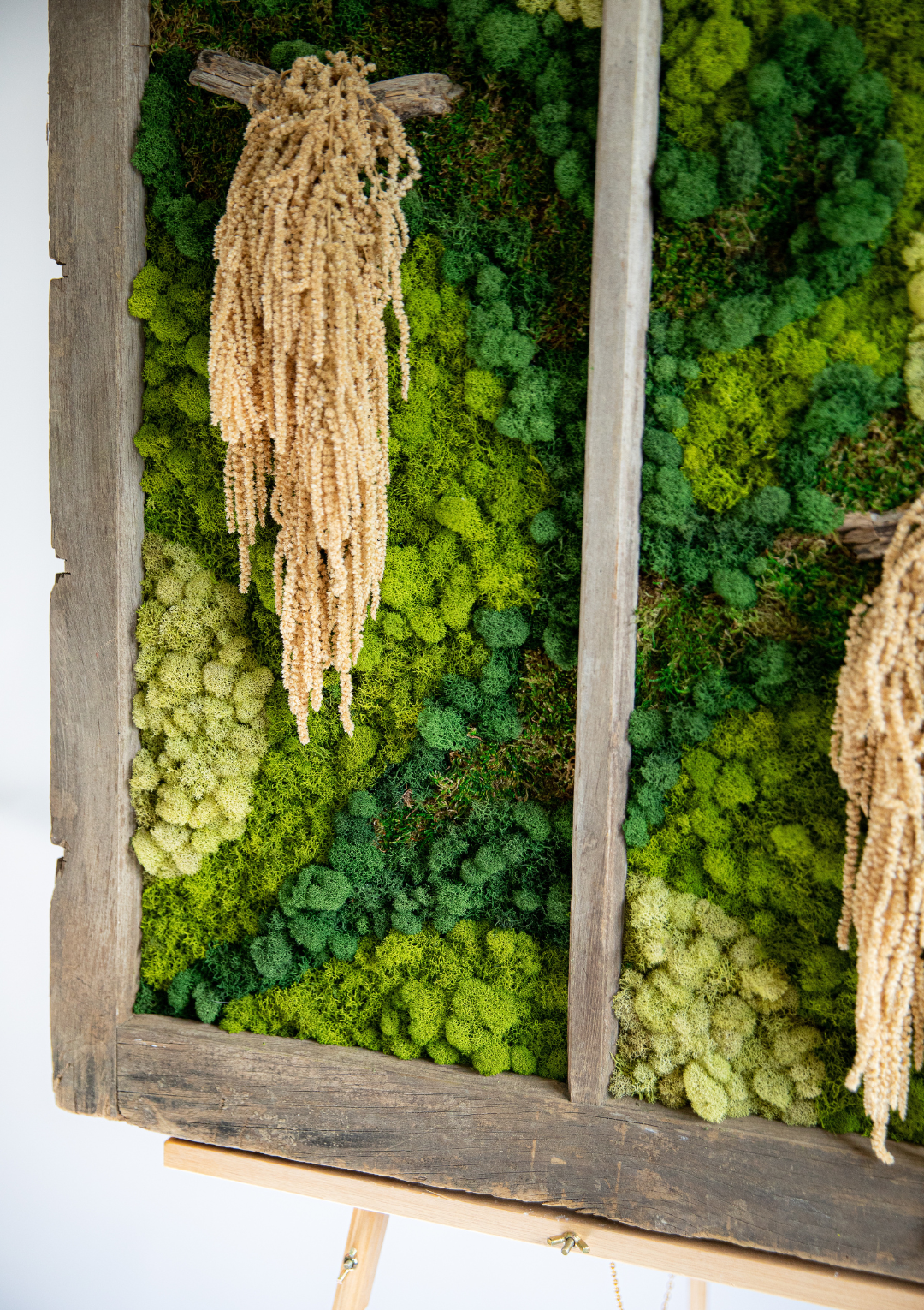 Preserved Moss Amaranthus View