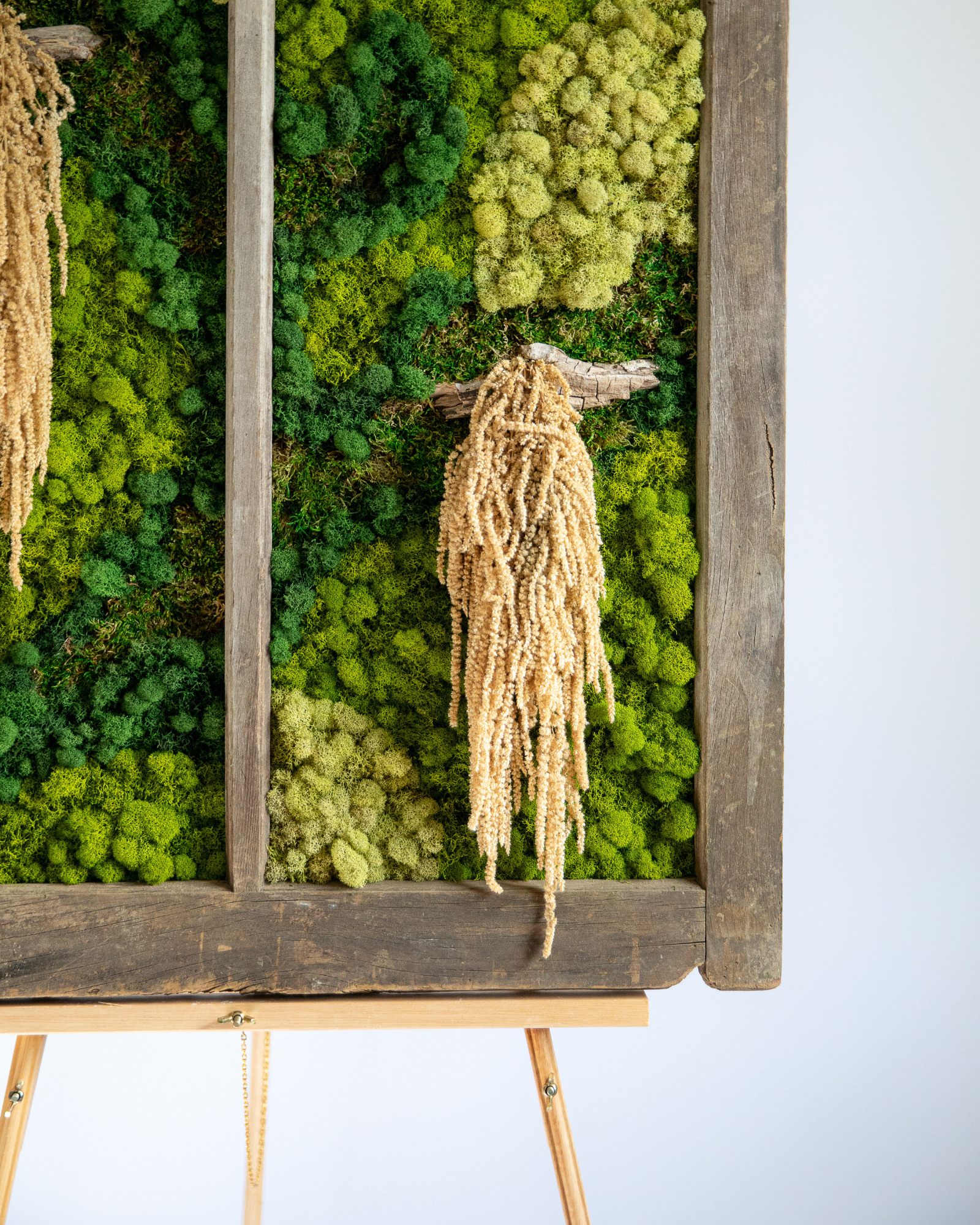 Preserved Moss Amaranthus View