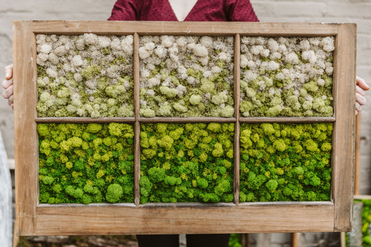 Preserved Moss Window to the World